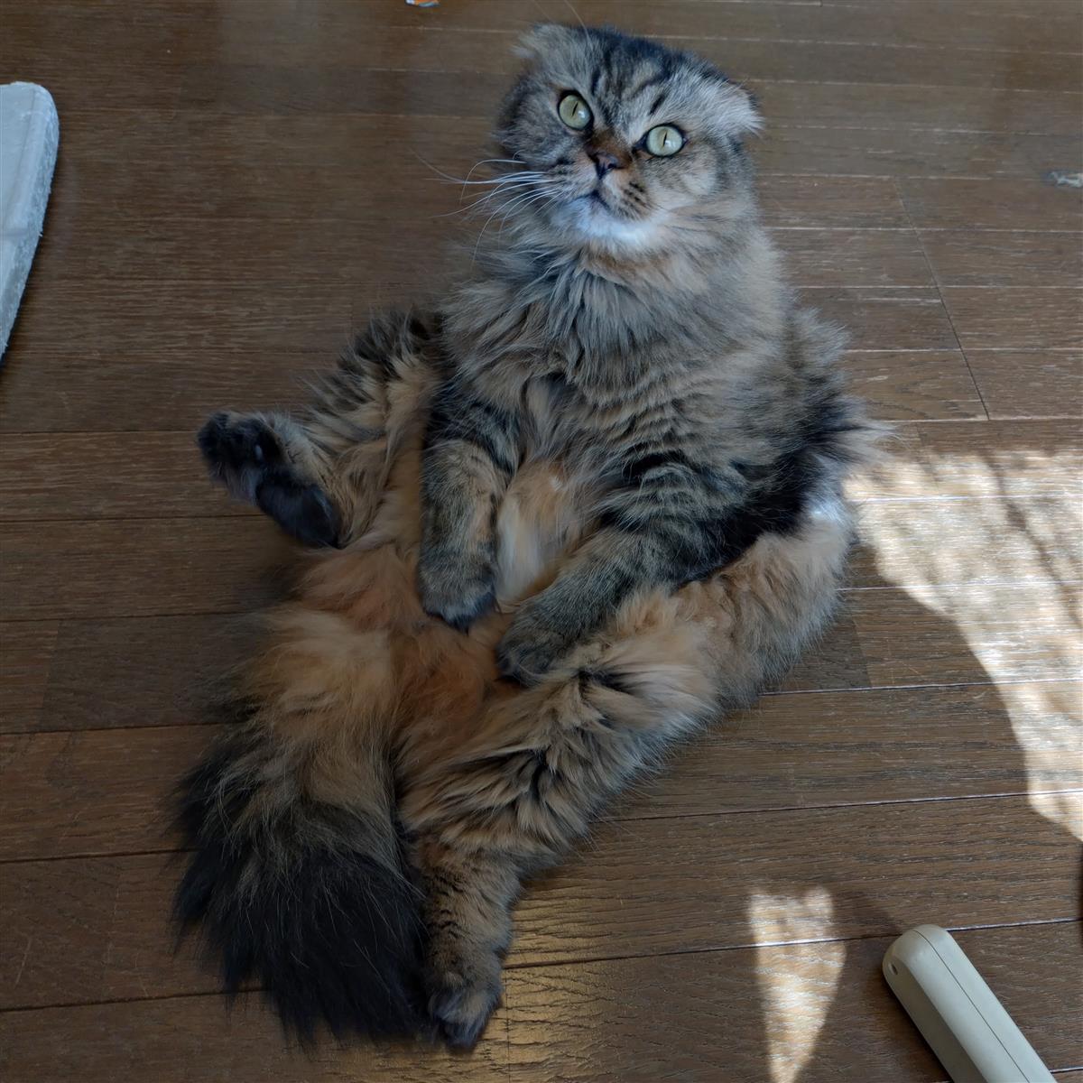 「猫の日」のてんてん
