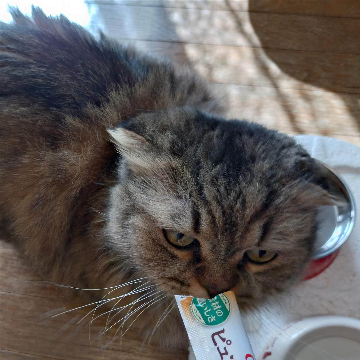 「猫の日」のてんてん