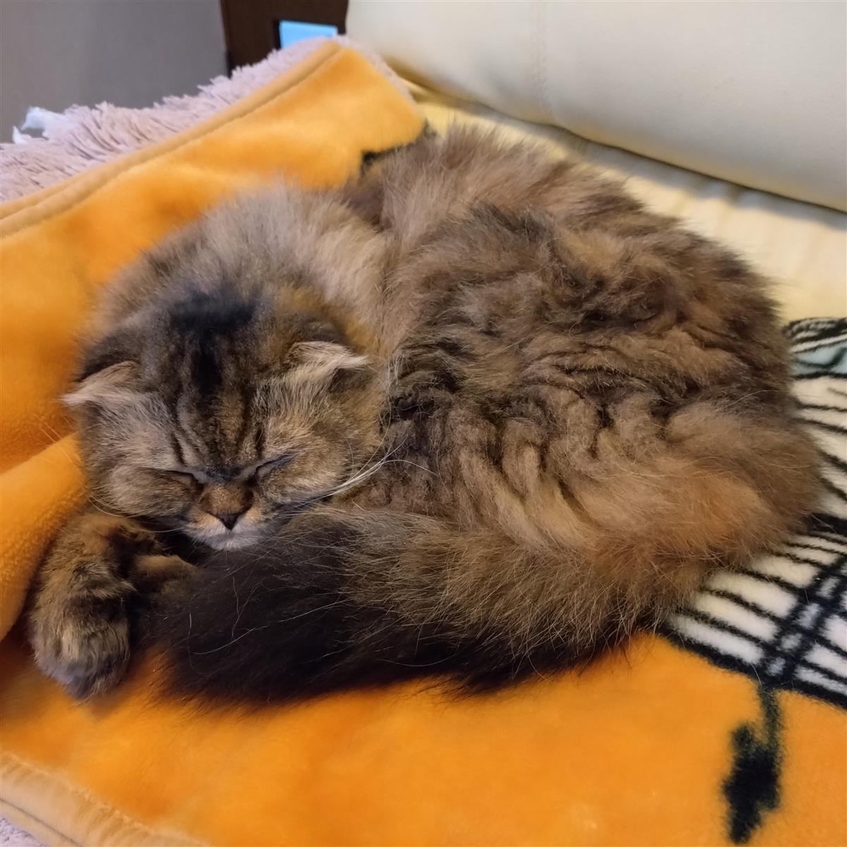 「猫の日」のてんてん